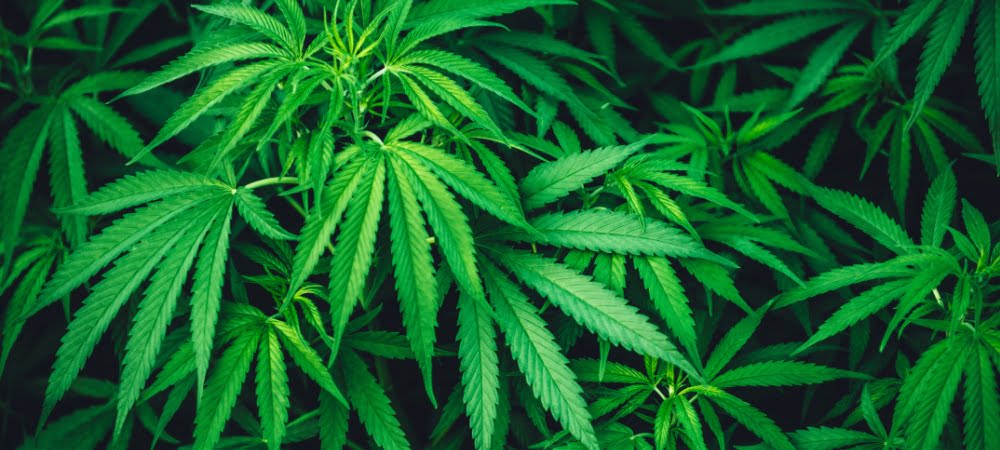 Guida Come Coltivare Autofiorenti Semi Cannabis Erba Marijuana