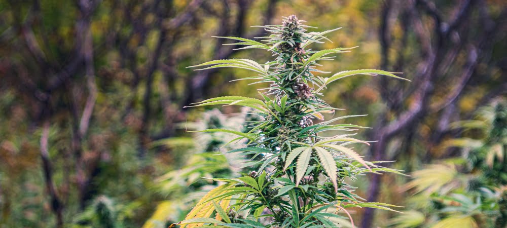 guida come coltivare guerrilla erba marijuana cannabis