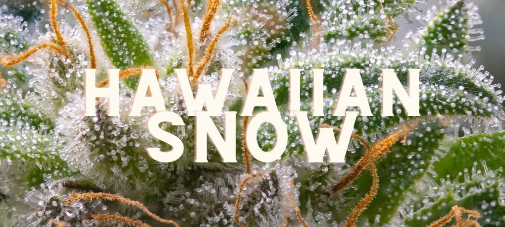 Hawaiian Snow Cannabis Erba Gusto Effetti Prezzo Costo Semi