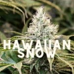 Hawaiian Snow Effect Taste Story Price Seeds (1)