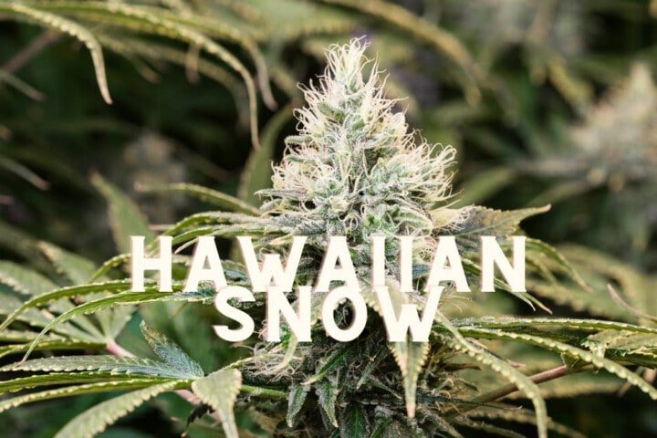 Hawaiian Snow Effect Taste Story Price Seeds (1)