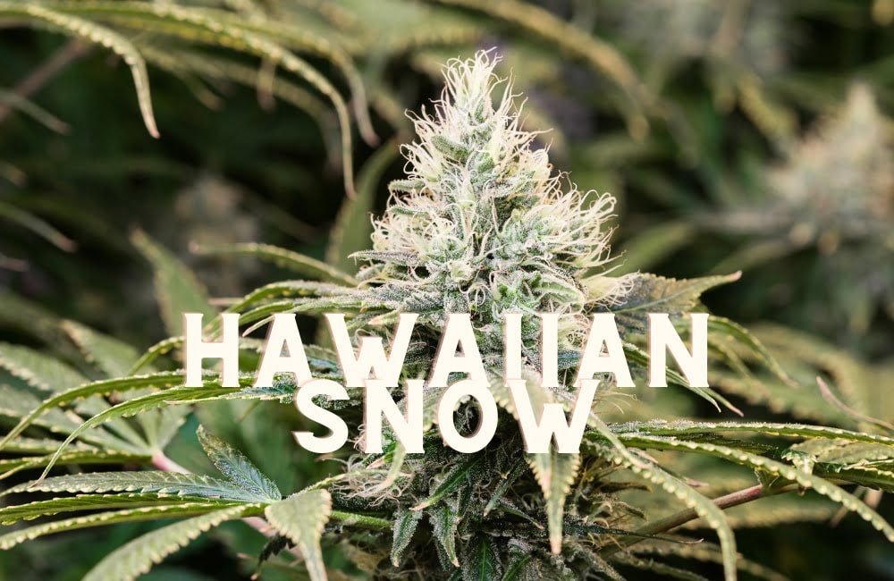 Hawaiian Snow Effect Taste Story Price Seeds (1)