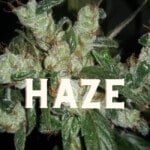 Haze Effect Taste Story Price Seeds