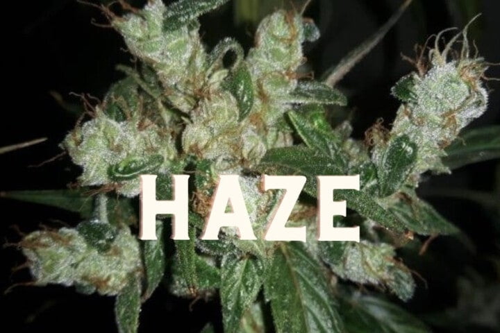 Haze Effect Taste Story Price Seeds