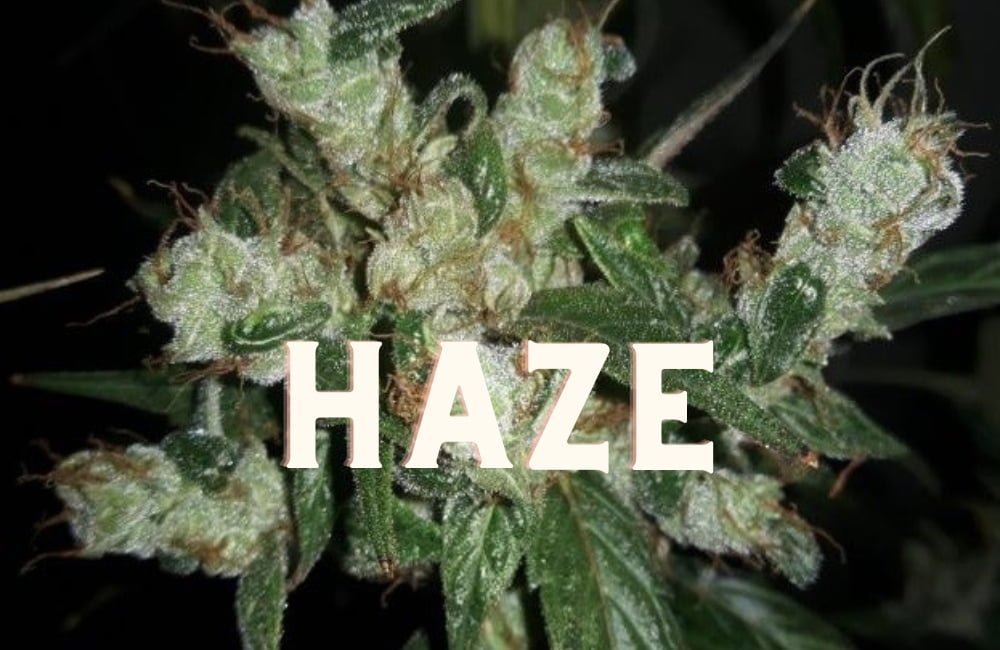 Haze Effect Taste Story Price Seeds
