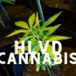 Hlvd Cannabis Marijuana Weed