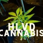 Hlvd Cannabis Marijuana Weed