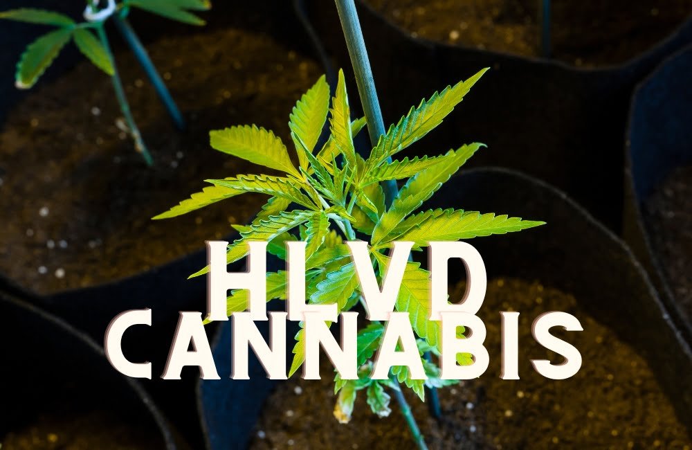 Hlvd Cannabis Marijuana Weed