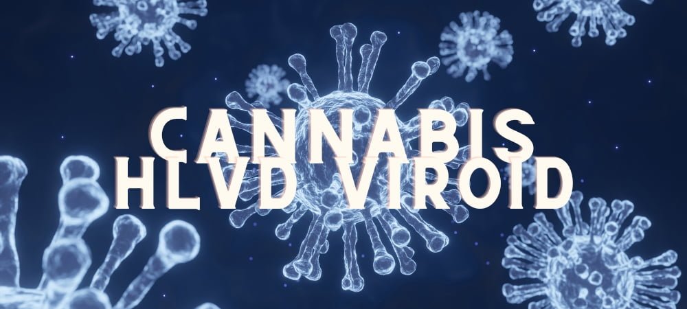 Hlvd Viroide Luppolo Cannabis Erba Marijuana