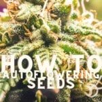 How To Create Autoflowering Seeds Cannabis Marijuana Weed