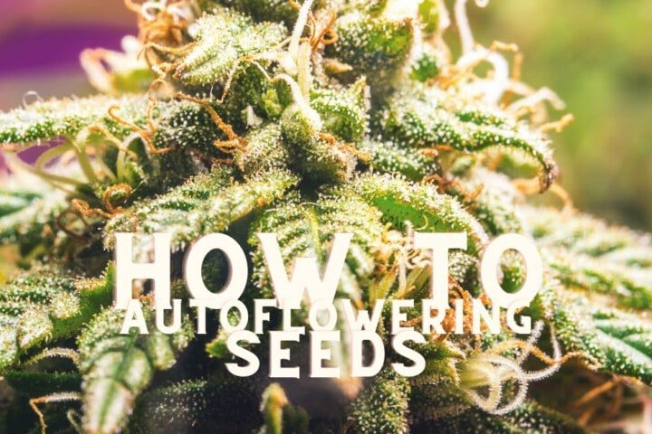 How To Create Autoflowering Seeds Cannabis Marijuana Weed