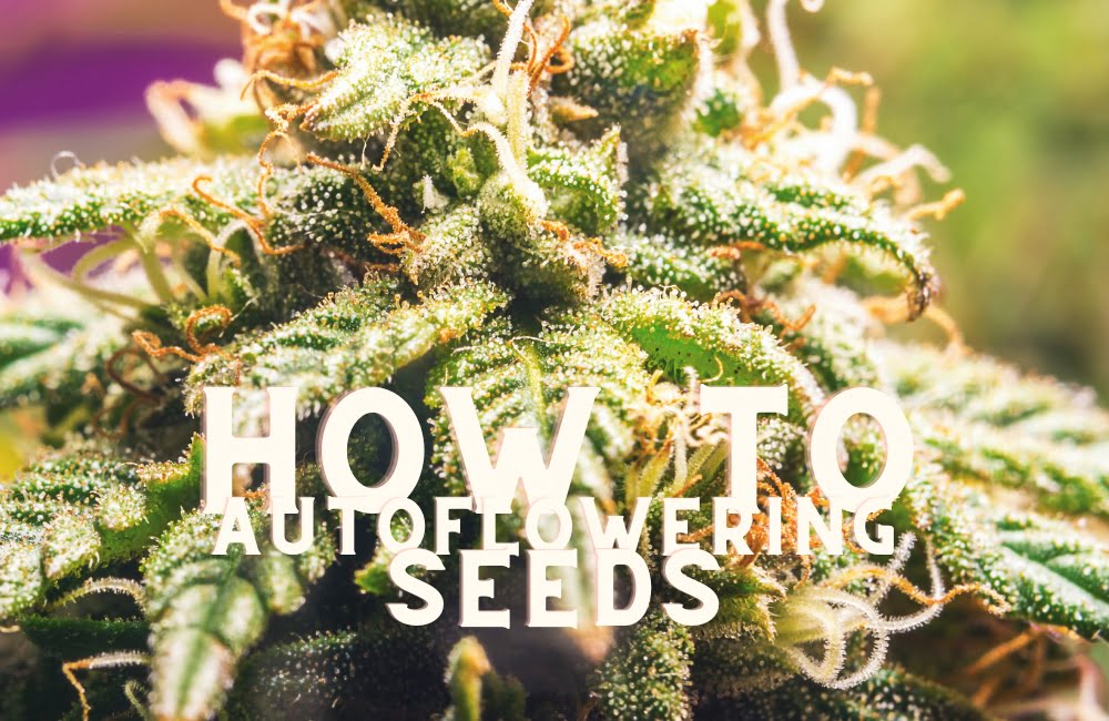 How To Create Autoflowering Seeds Cannabis Marijuana Weed