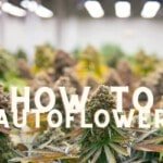 How To Grow Autoflowering Cannabis Seeds weed marijuana