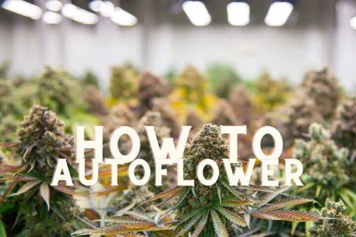 How To Grow Autoflowering Cannabis Seeds weed marijuana