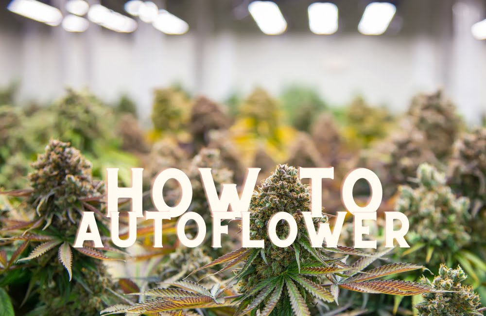 How To Grow Autoflowering Cannabis Seeds weed marijuana