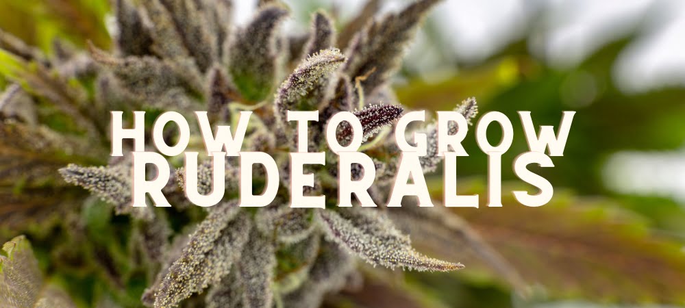 How To Grow Autoflowering Ruderalis Seeds Cannabis Weed Marijuana (1)