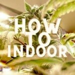 how to grow cannabis weed indoor guide