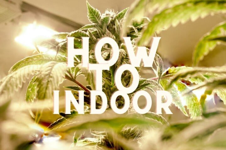 how to grow cannabis weed indoor guide