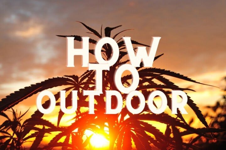 How To Grow Cannabis Weed Outdoor Guide