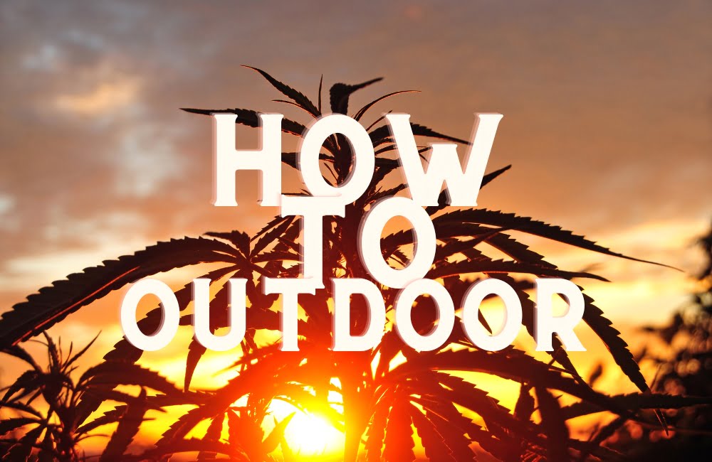 How To Grow Cannabis Weed Outdoor Guide