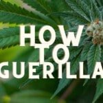 How To Grow Guerrilla Cannabis Seeds Guide