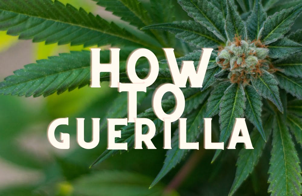 How To Grow Guerrilla Cannabis Seeds Guide