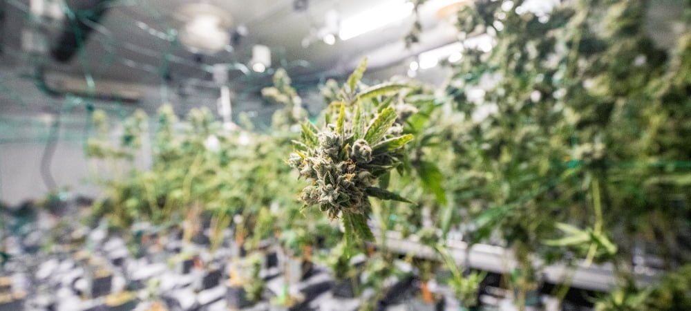 How To Grow Indoor Weed Marijuana Cannabis Buds