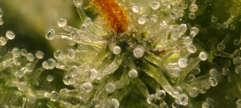 How To Grow Indoor Weed Marijuana Cannabis Trichomes