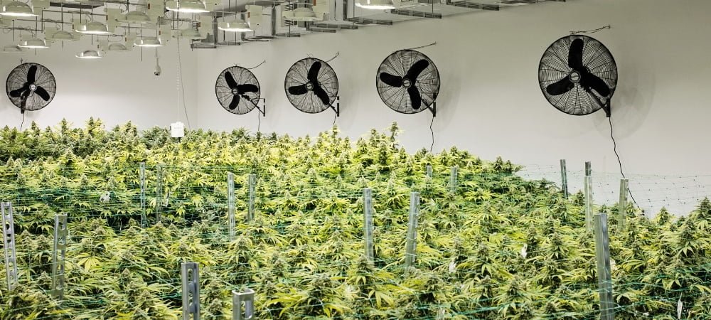 How To Grow Indoor Weed Marijuana Cannabis Ventilation