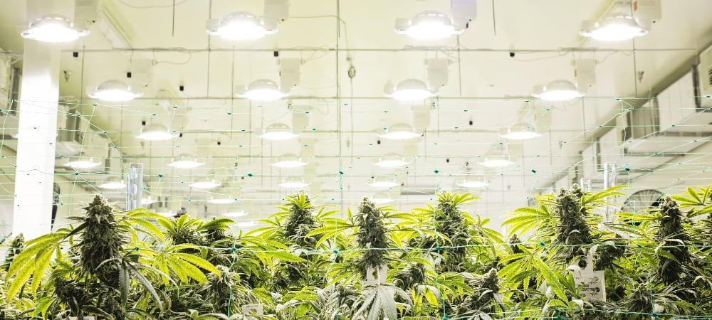 How To Grow Indoor Weed Marijuana Cannabis