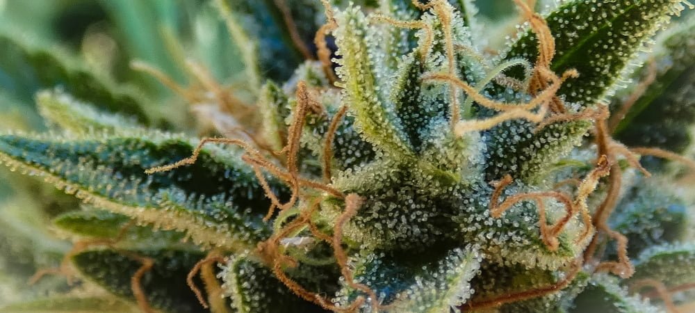 How To Grow Outdoor Weed Marijuana Cannabis