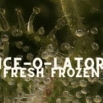 How To Iceolator Fresh Frozen Hash Cannabis Marijuana Weed