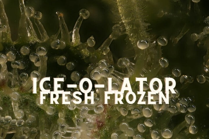 How To Iceolator Fresh Frozen Hash Cannabis Marijuana Weed