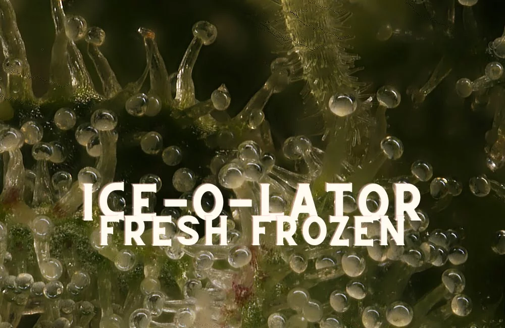 How To Iceolator Fresh Frozen Hash Cannabis Marijuana Weed