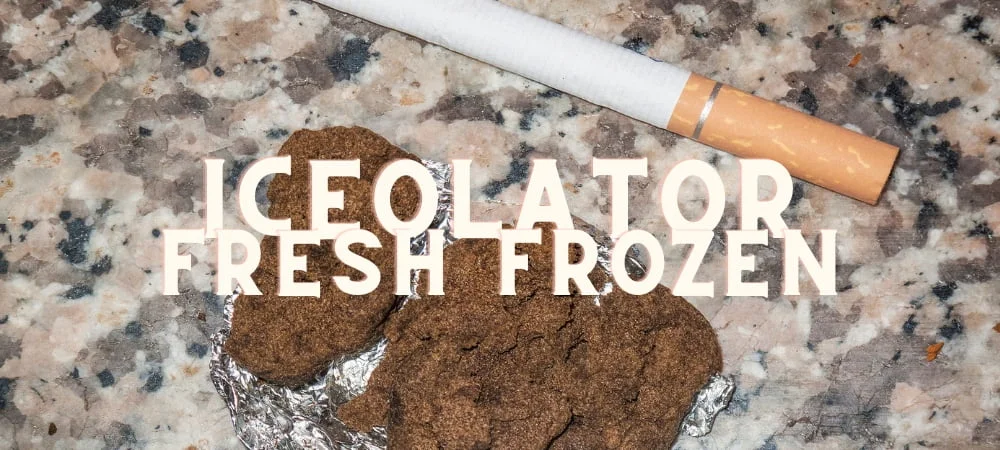 Iceolator Fresh Frozen Hashish Cannabis Erba Marijuana