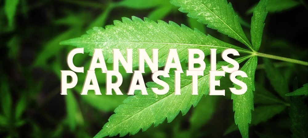 Infestazione Parassiti Cannabis Erba Marijuana