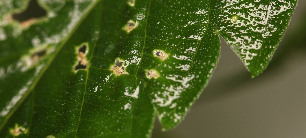  Infestazioni Parassiti Sintomi Cannabis Erba Marijuana