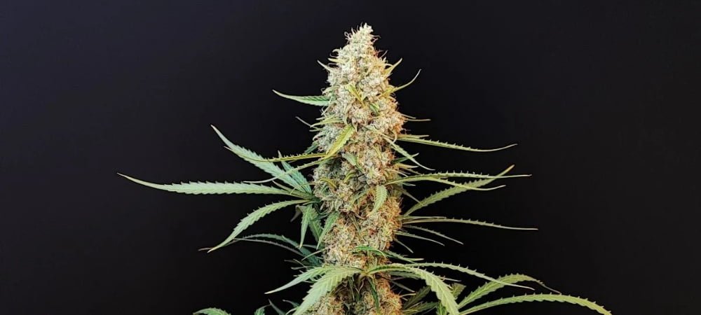 Jack Herer Cannabis Weed Gusto Effetti Prezzo Costo Semi