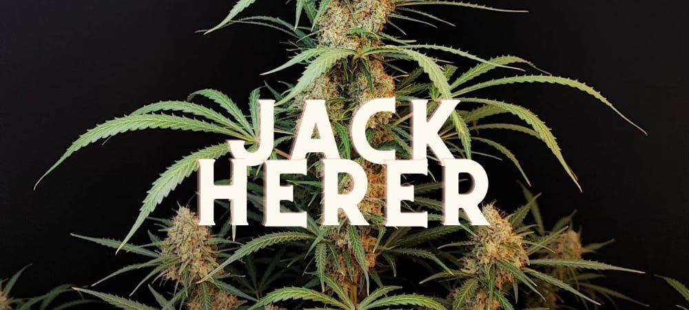 Jack Herer Originale Gusto Effetti Prezzo Costo Semi