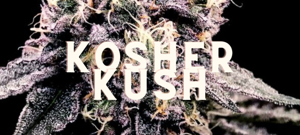 Kosher Kush Cannabis Erba Gusto Effetti Prezzo Costo Semi