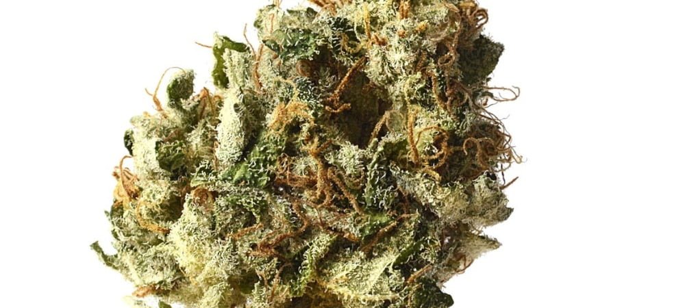 Kosher Kush Cannabis Weed Marijuana Gusto Effetti Prezzo Costo Semi