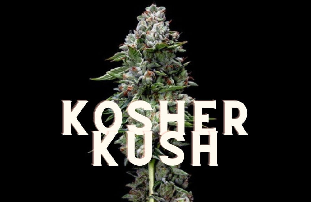 Kosher Kush Effect Taste Story Price Seeds