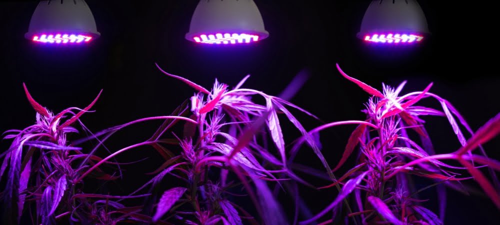 Lampade Led Coltivazione Cannabis Erba Marijuana