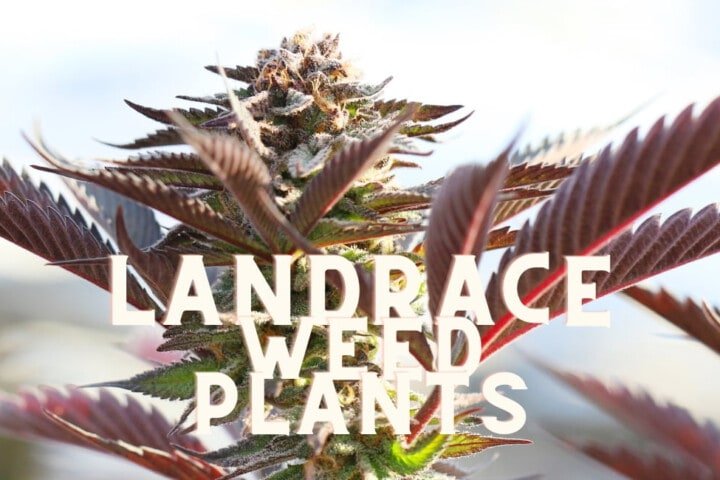 Landrace Seeds Cannabis Marijuana Weed Plant