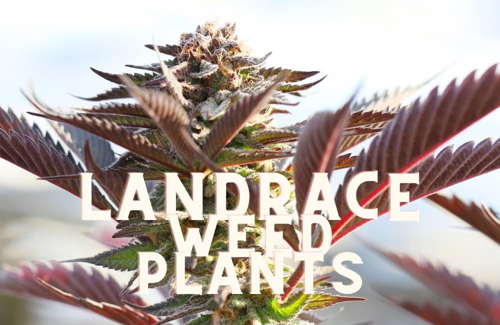 Landrace Seeds Cannabis Marijuana Weed Plant