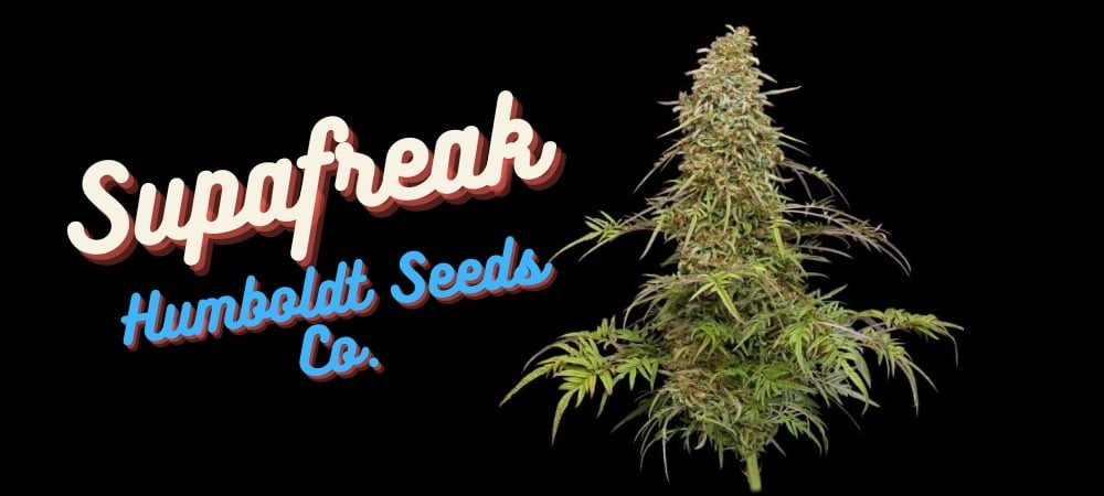 Migliori 10 Semi Guerrilla Cannabis Weed (1)