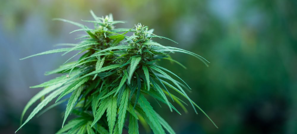 migliori 10 semi guerrilla cannabis erba