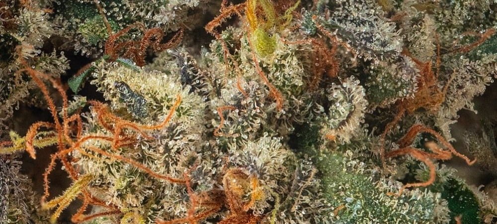 Migliori 10 Varietà Exotic Seed Organization Cannabis Erba Marijuana