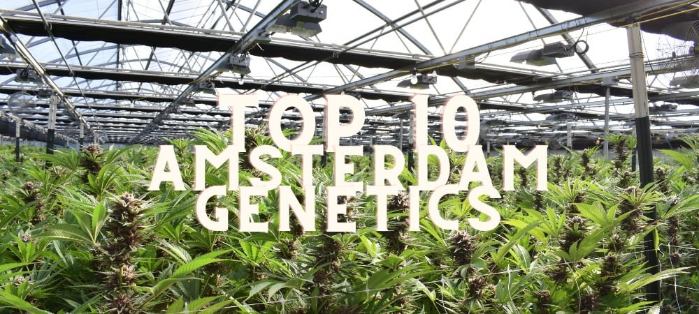 Migliori 10 Varietà Amsterdam Genetics Semi Cannabis Erba Marijuana
