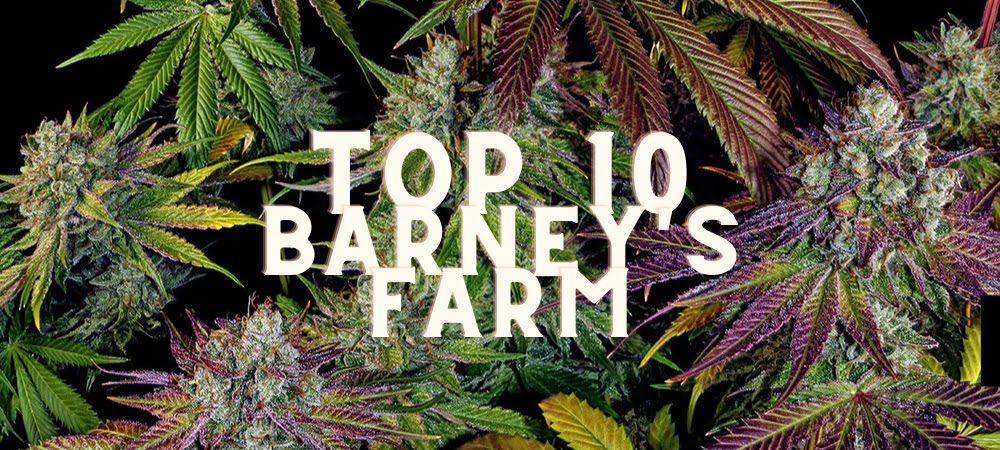 Migliori 10 Varietà Barneys Farm Semi Cannabis Erba Marijuana